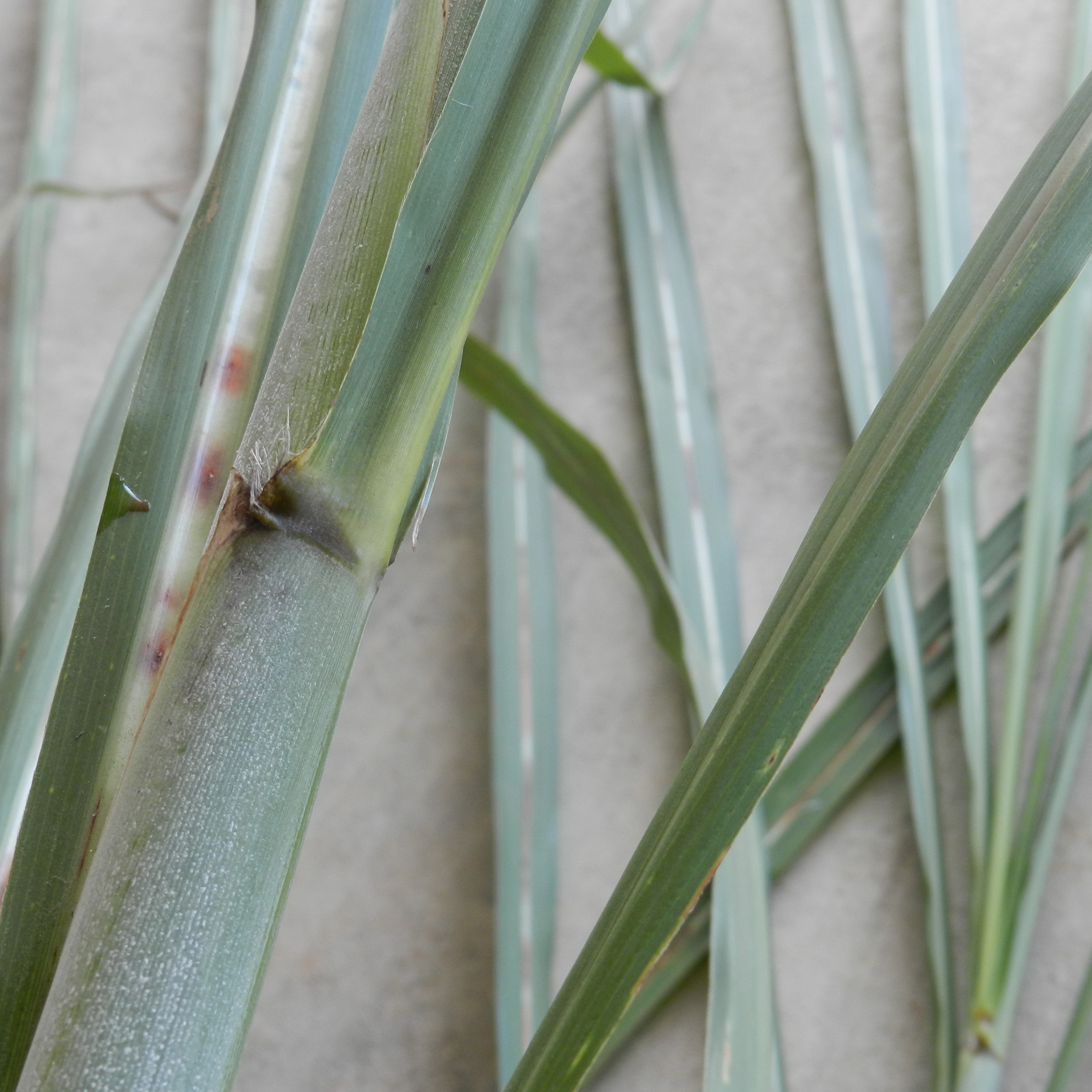 Dewlap – Dark and becomes green at the base of the midrib of the leaf.